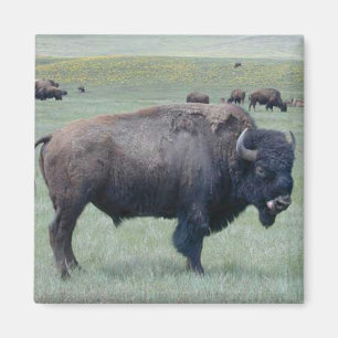 Bison Magnet