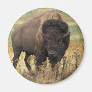 Bison Magnet