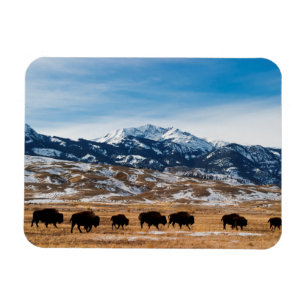 Bison-Migration Magnet