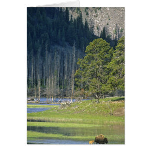 Bison mit Kalb im Yellowstone-Nationalpark