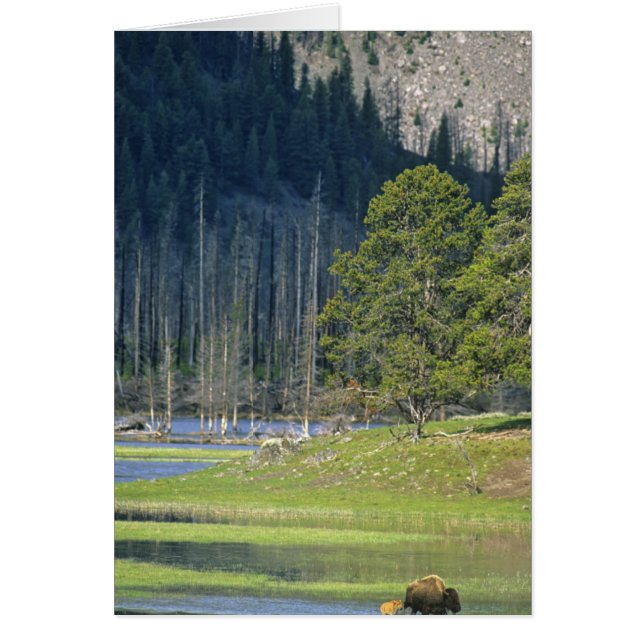 Bison mit Kalb im Yellowstone Nationalpark (Vorne)