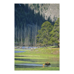 Bison mit Kalb im Yellowstone Nationalpark Fotodruck