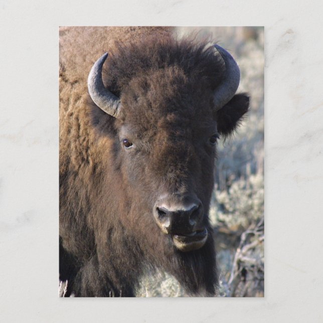 Bison nah postkarte (Vorderseite)