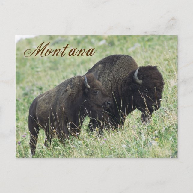 Bison-Paarweide in Montana Postkarte (Vorderseite)