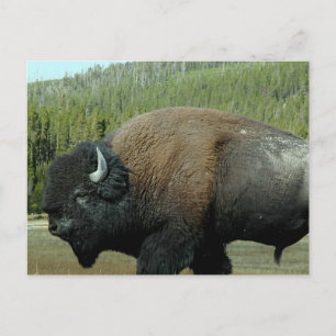 Bison Postcard Postkarte