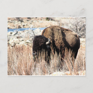 Bison Postcard Postkarte