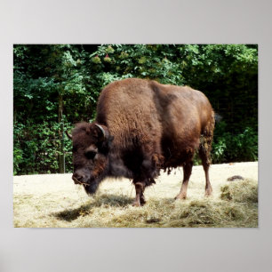 Bison Poster