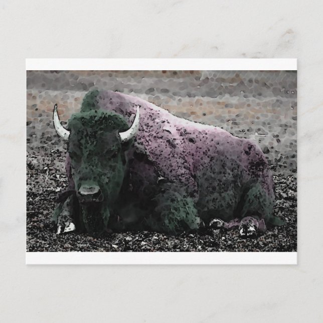 Bison Postkarte (Vorderseite)