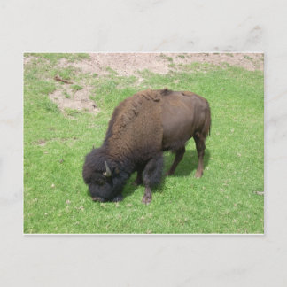 Bison Postkarte