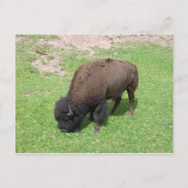 Bison Postkarte (Vorderseite)