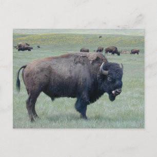 Bison Postkarte