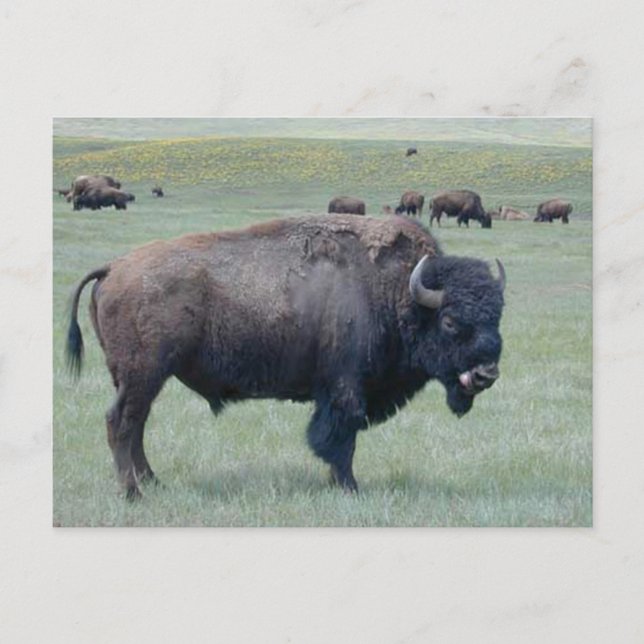 Bison Postkarte (Vorderseite)