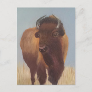 Bison Postkarte