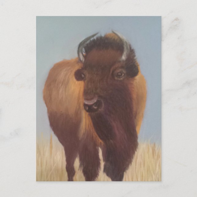 Bison Postkarte (Vorderseite)