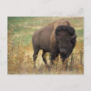 Bison Postkarte