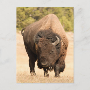Bison Postkarte