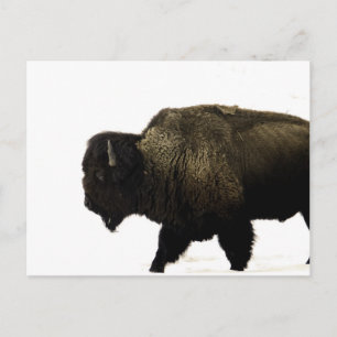 Bison Postkarte