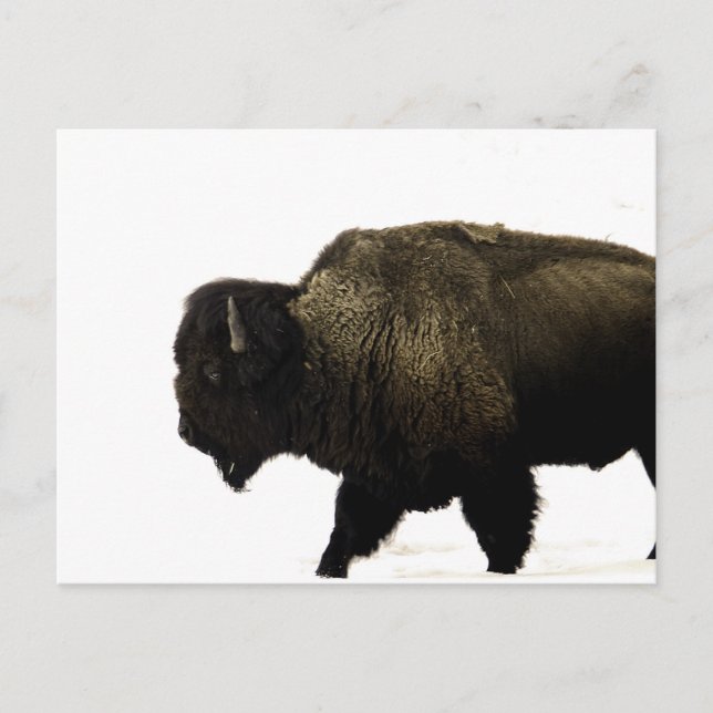 Bison Postkarte (Vorderseite)
