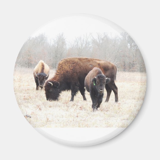 Bison Prairie Magnet (Vorne)