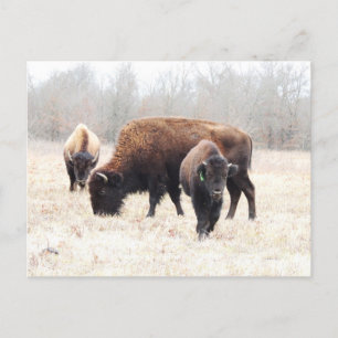 Bison Prairie Postkarte