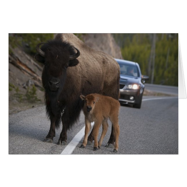 Bison Roadblock - Karte (Vorderseite (Horizontal))