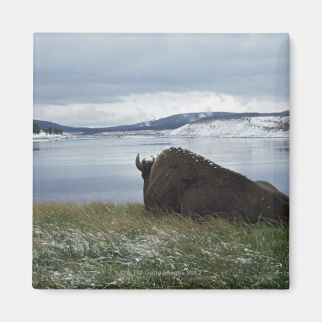 Bison-Ruhen am Yellowstone-Fluss mit Schnee Magnet (Vorne)