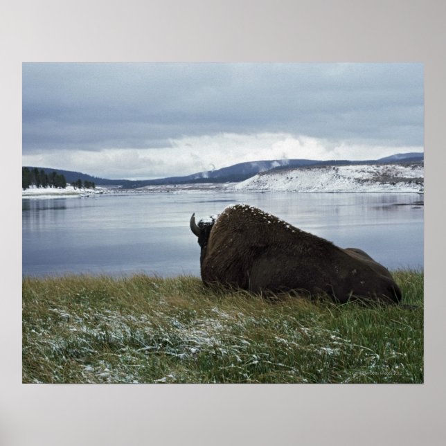 Bison-Ruhen am Yellowstone-Fluss mit Schnee Poster (Vorne)