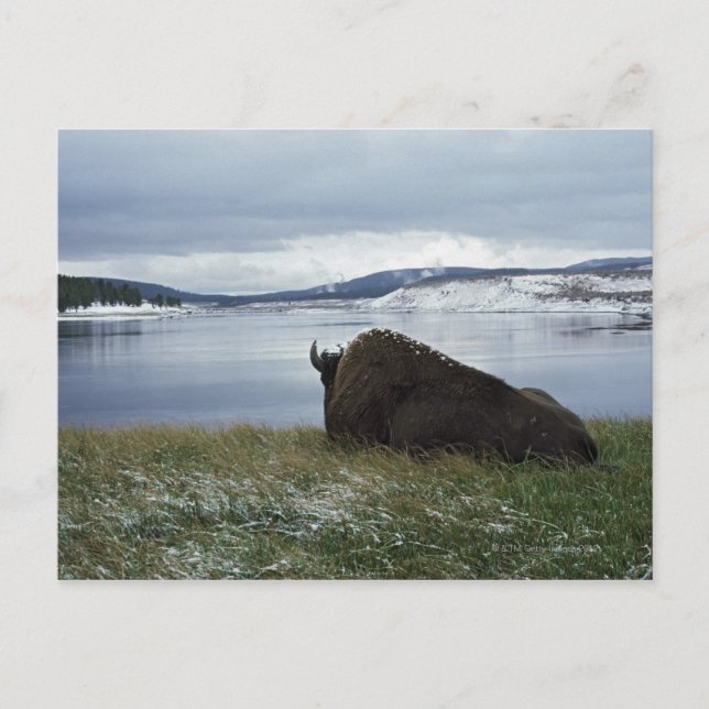 Bison-Ruhen am Yellowstone-Fluss mit Schnee Postkarte (Vorderseite)