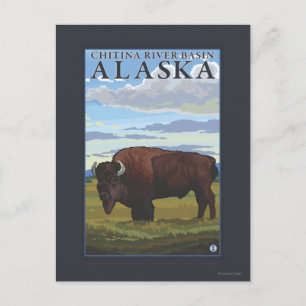 Bison Scene - Chitina River Basin, Alaska Postkarte