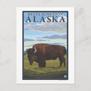 Bison Scene - Delta Junction, Alaska Postkarte