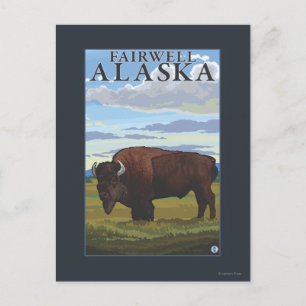 Bison Scene - Fairwell, Alaska Postkarte