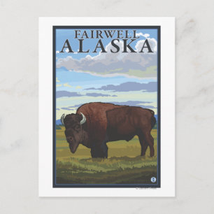 Bison Scene - Fairwell, Alaska Postkarte