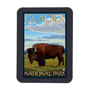 Bison Scene - Glacier National Park, MT Magnet