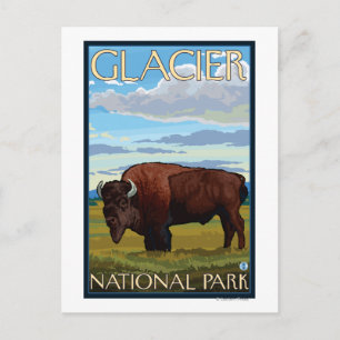 Bison Scene - Glacier National Park, MT Postkarte