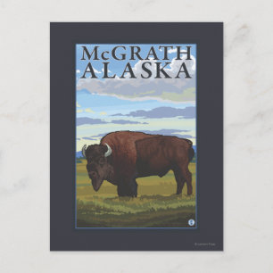 Bison Scene - McGrath, Alaska Postkarte