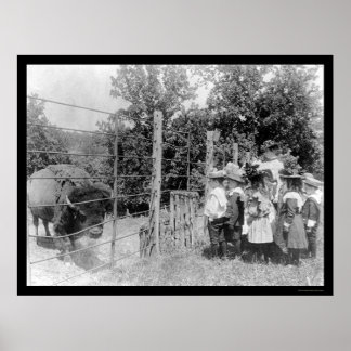 Bison Staring bei Kindern 1899 Poster