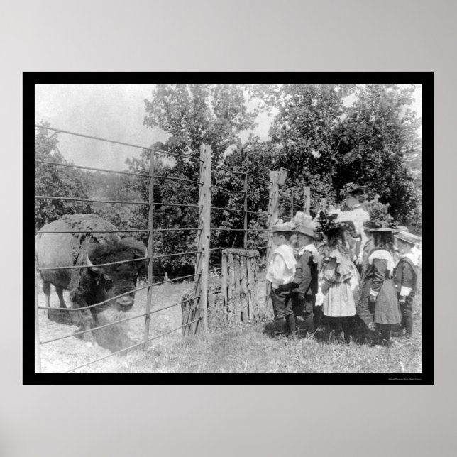 Bison Staring bei Kindern 1899 Poster (Vorne)