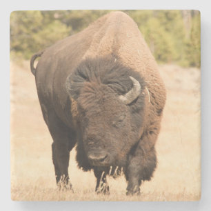 Bison Steinuntersetzer