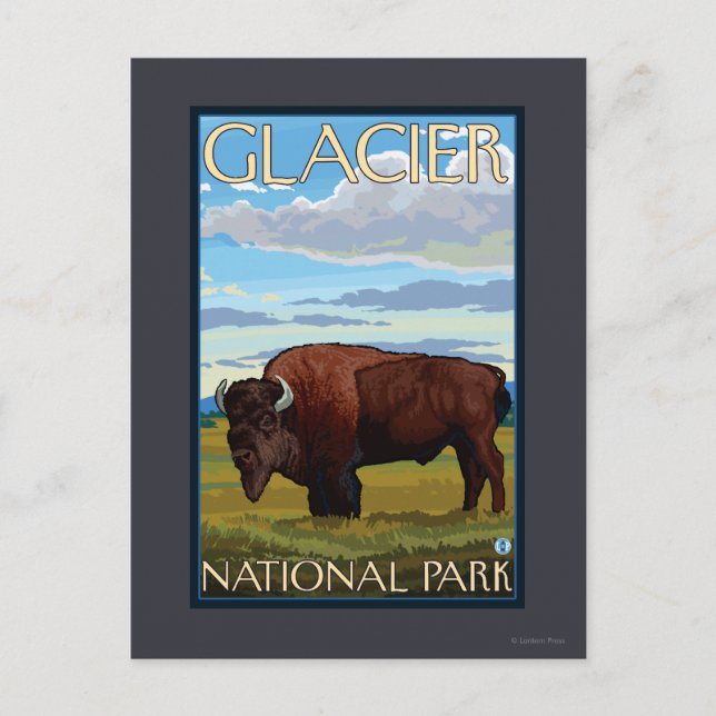 Bison-Szene - Glacier Nationalpark, M.Ü. Postkarte (Vorderseite)