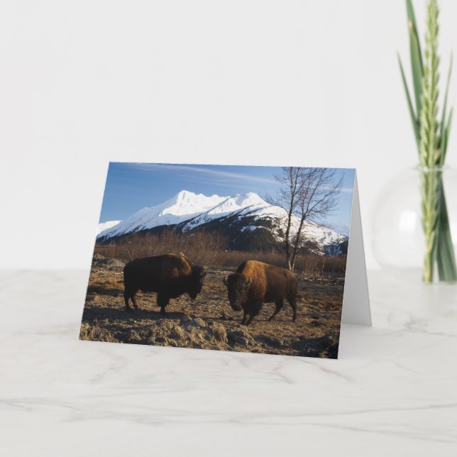 Bison Tet-a-Tet Karte (Vorderseite)