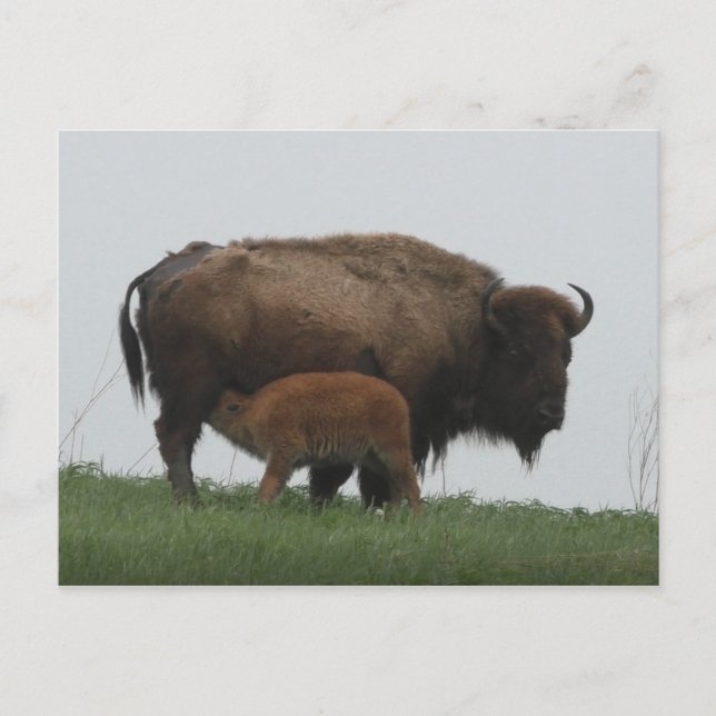 Bison und Nursing Calf Postkarte (Vorderseite)