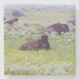 Bison-Untersetzer Steinuntersetzer