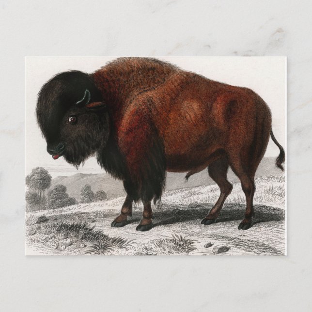 Bison Vintag illustriert Postkarte (Vorderseite)