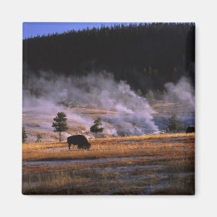 Bison Weideland im Obergeyser-Becken Magnet