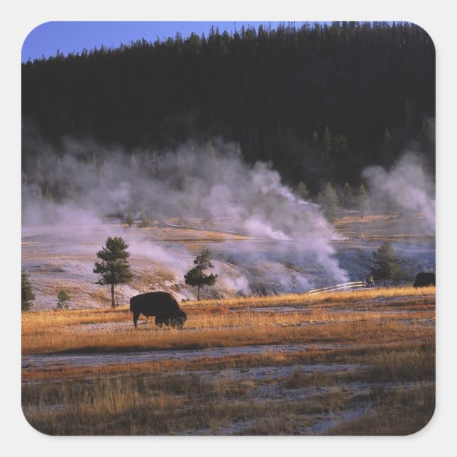 Bison Weideland im Obergeyser-Becken Quadratischer Aufkleber (Vorderseite)