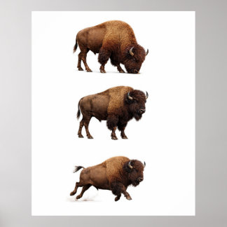 Bison-Wildlife-Wandkunstposter Poster