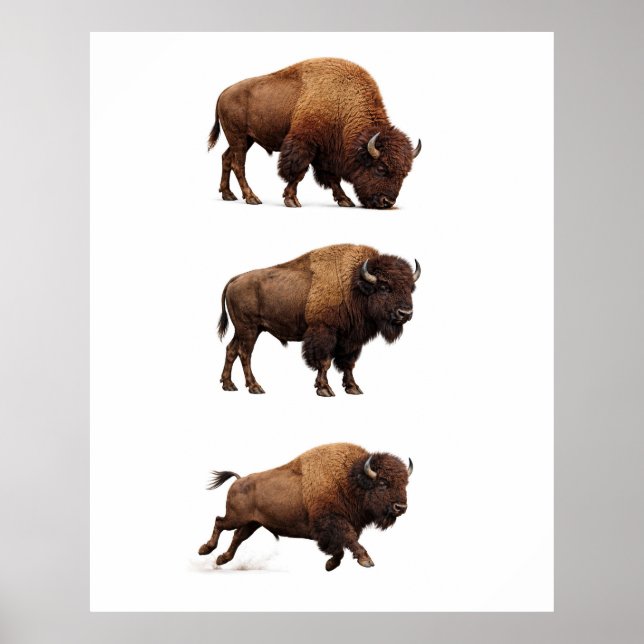 Bison-Wildlife-Wandkunstposter Poster (Vorne)