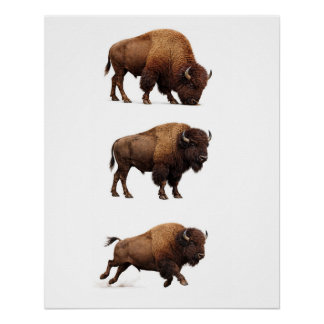 Bison-Wildlife-Wandkunstposter Poster