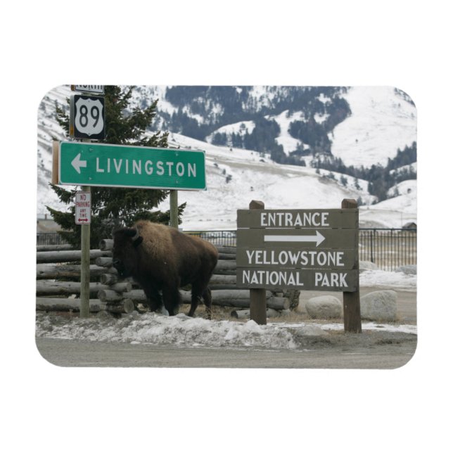 BIson, Yellowstone-Eingang, Gardiner, MT Magnet (Horizontal)