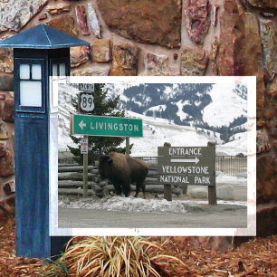Bison, Yellowstone-Eingang, Gardiner, MT Postkarte